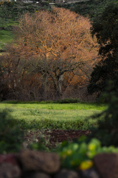 FE-135mm-F1.8-GM7R304666